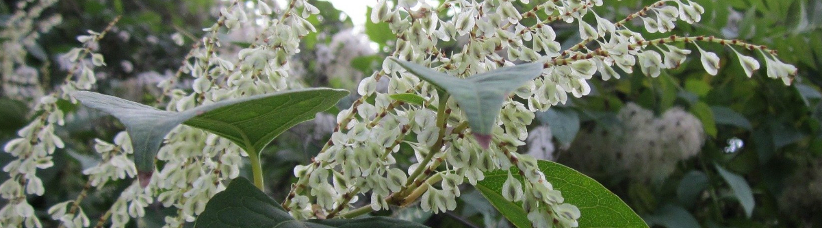 Is Having Japanese Knotweed Criminal Image